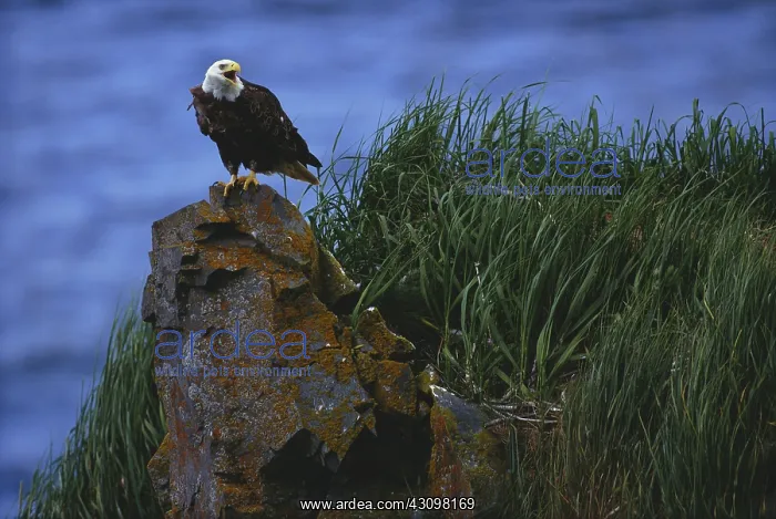 : Bald Eagle : Bald Eagle