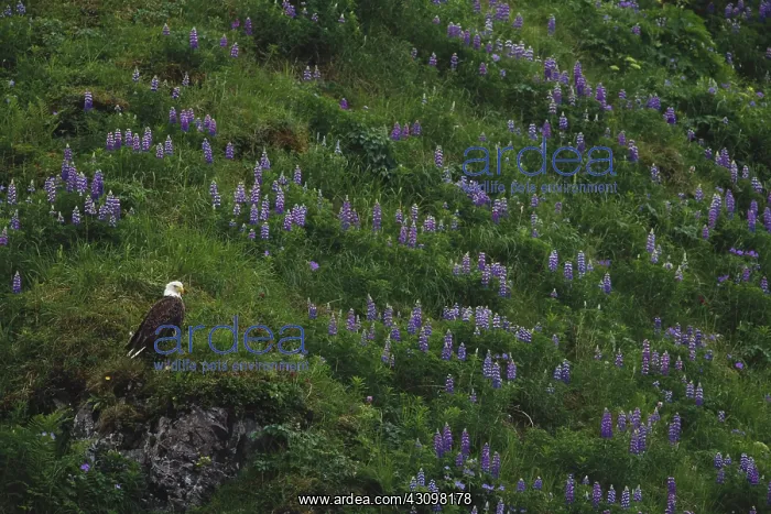 : Bald Eagle : Bald Eagle