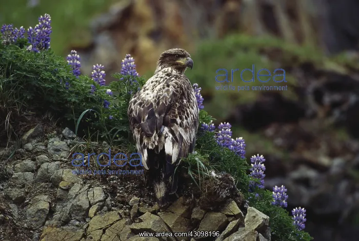 : Bald Eagle : Bald Eagle