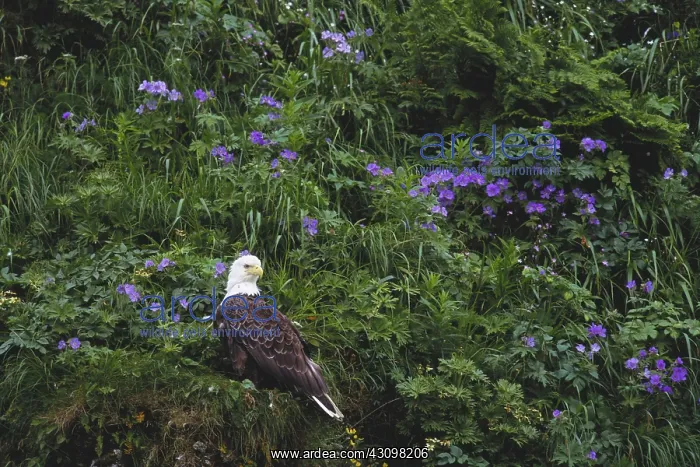: Bald Eagle : Bald Eagle
