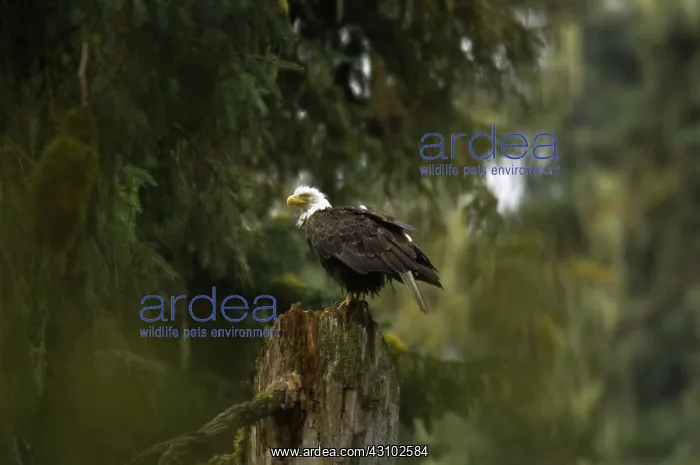 : Bald Eagle : Bald Eagle