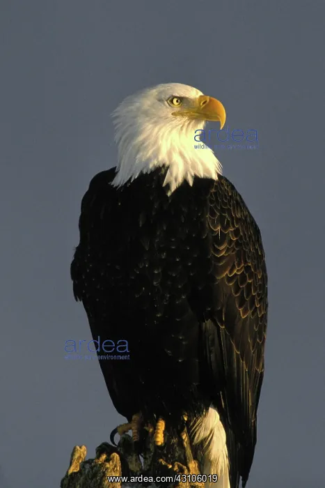 : Bald Eagle : Bald Eagle
