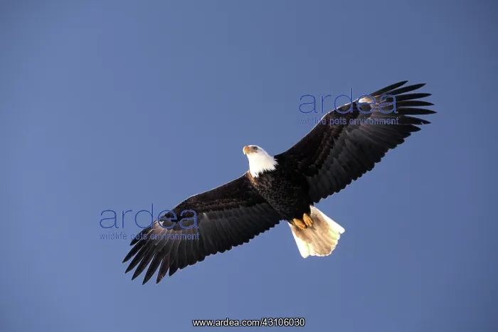: Bald Eagle : Bald Eagle