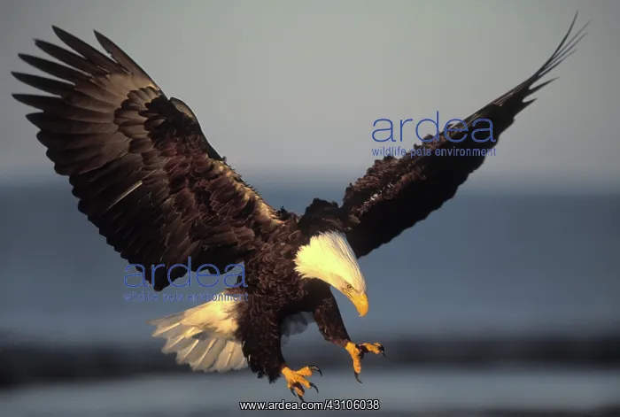 : Bald Eagle : Bald Eagle