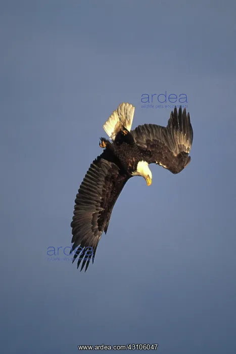 : Bald Eagle : Bald Eagle