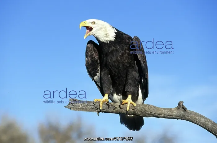 : Bald Eagle : Bald Eagle