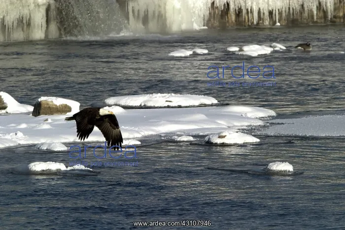 : Bald Eagle : Bald Eagle