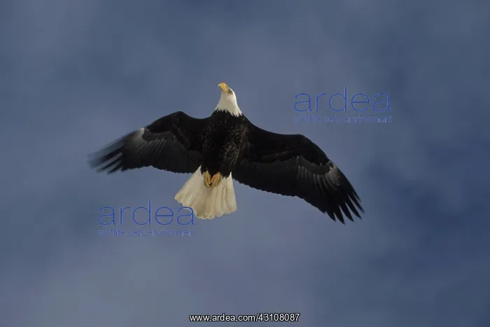 : Bald Eagle : Bald Eagle