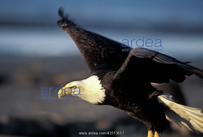 : Bald Eagle : Bald Eagle