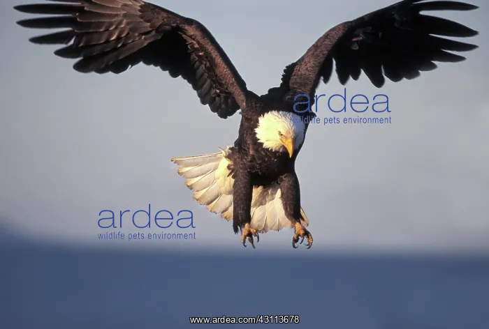 : Bald Eagle : Bald Eagle
