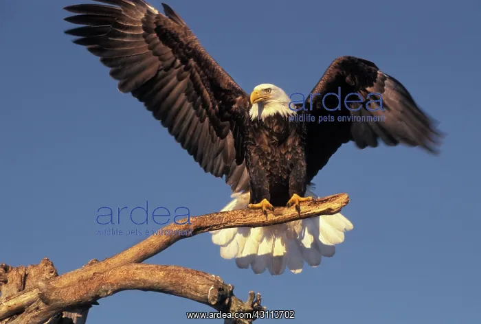 : Bald Eagle : Bald Eagle