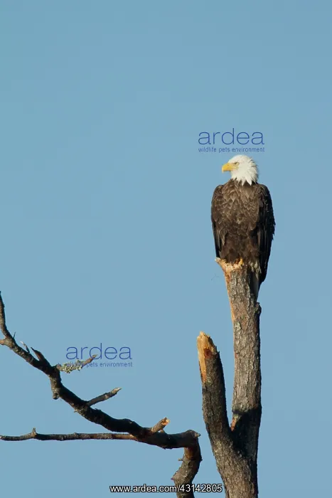 : Bald Eagle : Bald Eagle