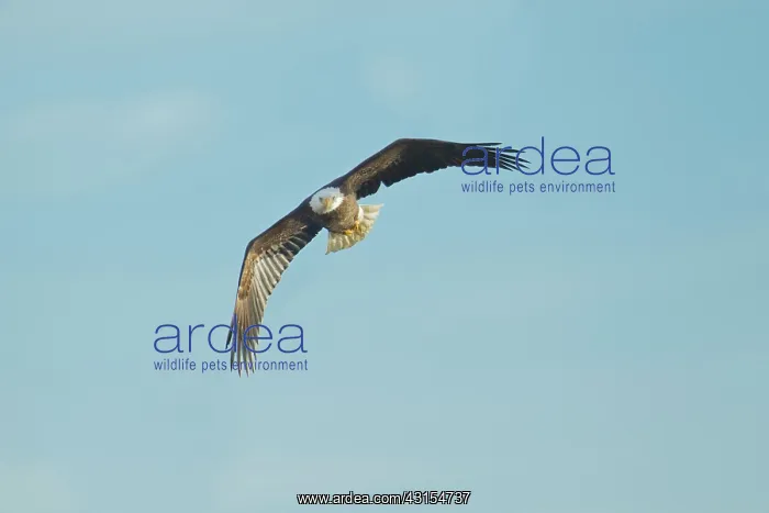 : Bald Eagle : Bald Eagle
