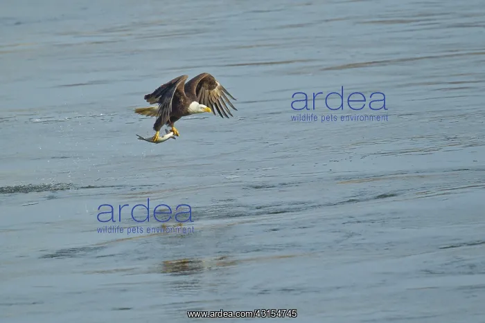 : Bald Eagle : Bald Eagle