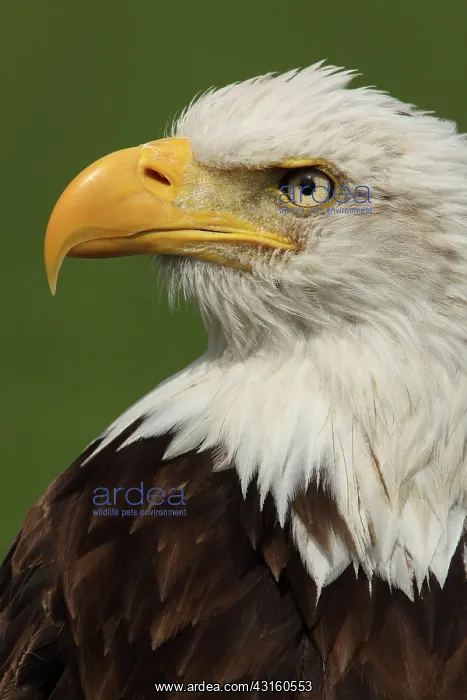 : Bald Eagle : Bald Eagle