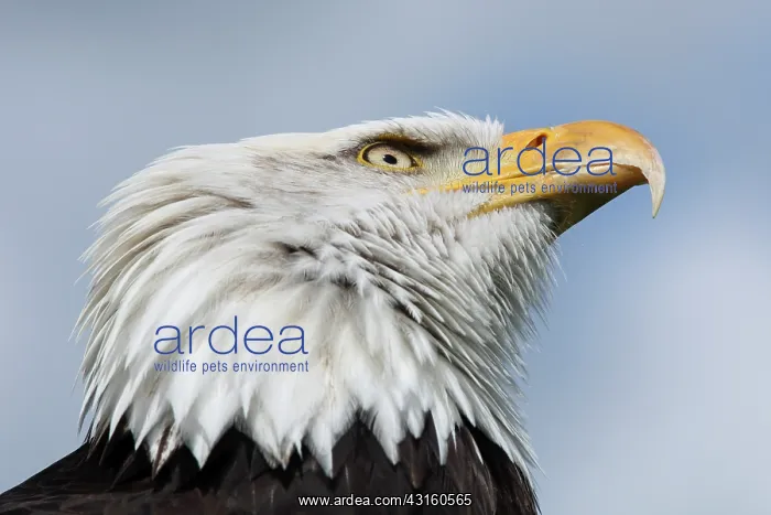 : Bald Eagle : Bald Eagle