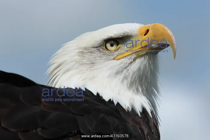 : Bald Eagle : Bald Eagle