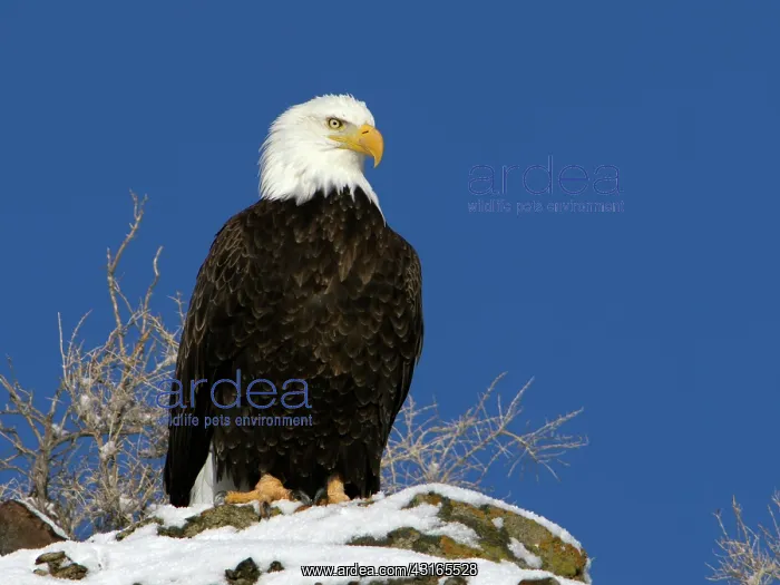 : Bald Eagle : Bald Eagle