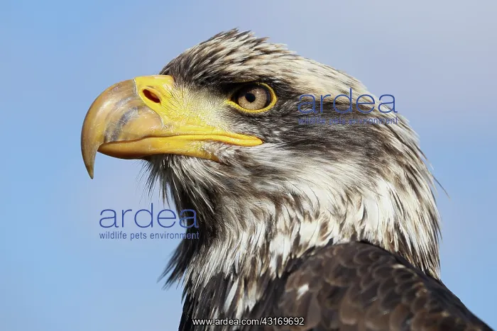 : Bald Eagle : Bald Eagle