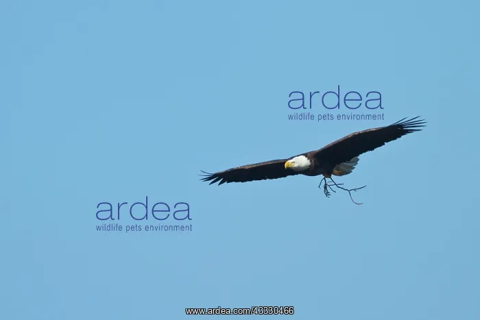 : Bald Eagle : Bald Eagle