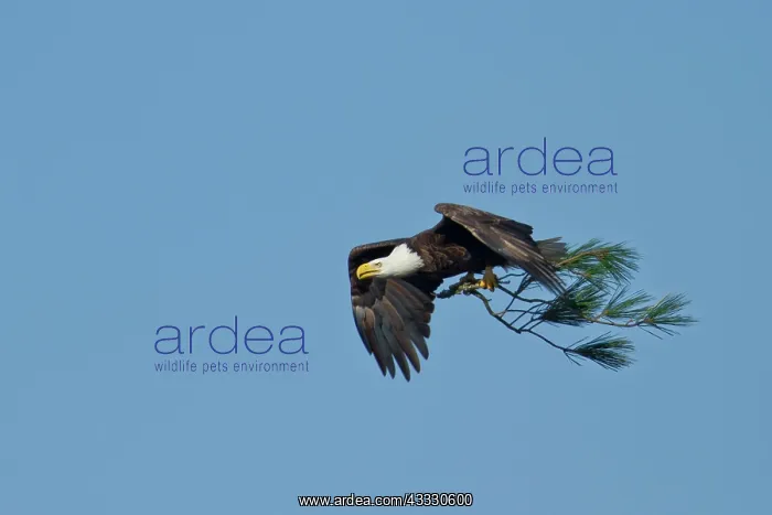 : Bald Eagle : Bald Eagle