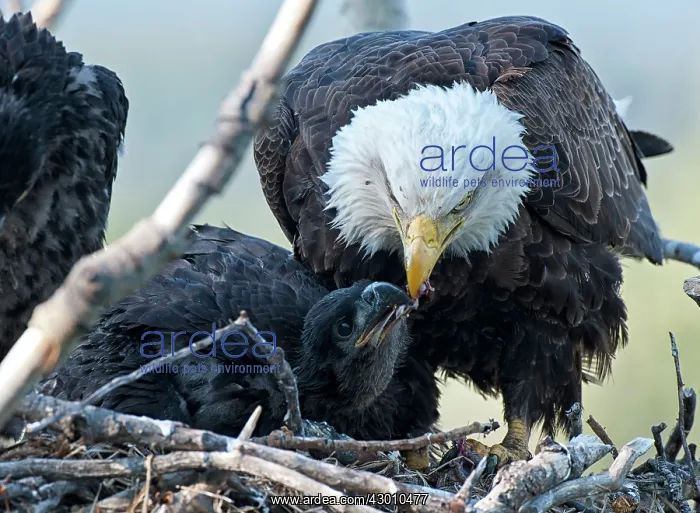 : Bald Eagle adult feeding chicks at nest Yukon River, Canada : Bald Eagle adult feeding chicks at nest Yukon River, Canada