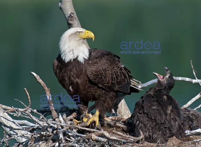 : Bald Eagle adult feeding chicks at nest Yukon River, Canada : Bald Eagle adult feeding chicks at nest Yukon River, Canada