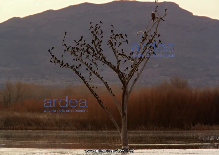 : Bald Eagle - adult perched in tree, with large : Bald Eagle - adult perched in tree, with large