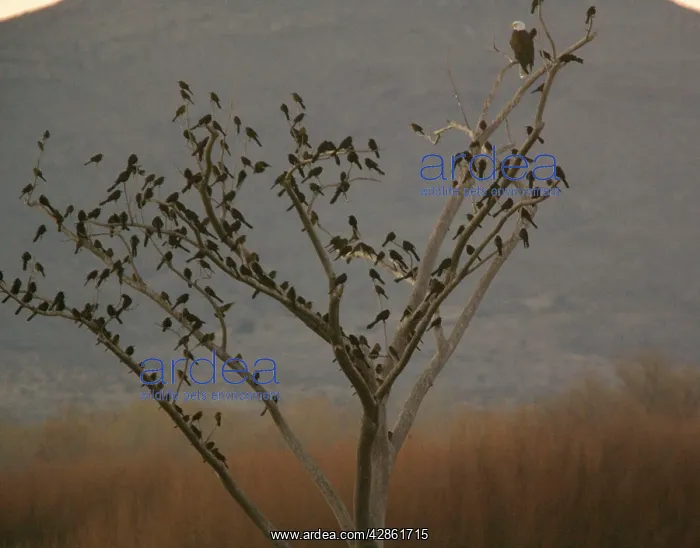 : Bald Eagle - adult perched in tree, with large : Bald Eagle - adult perched in tree, with large