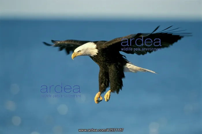 : Bald EAGLE - adult soaring in midair : Bald EAGLE - adult soaring in midair