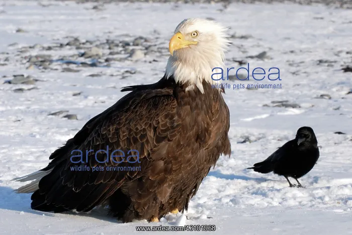 : Bald Eagle and American Crow : Bald Eagle and American Crow