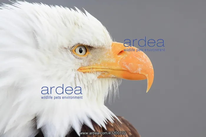 : Bald eagle, Bald eagle (Haliaeetus leucocephalus) : Bald eagle, Bald eagle (Haliaeetus leucocephalus)