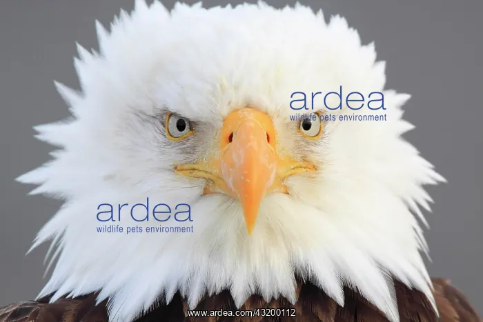 : Bald eagle, Bald eagle (Haliaeetus leucocephalus) : Bald eagle, Bald eagle (Haliaeetus leucocephalus)
