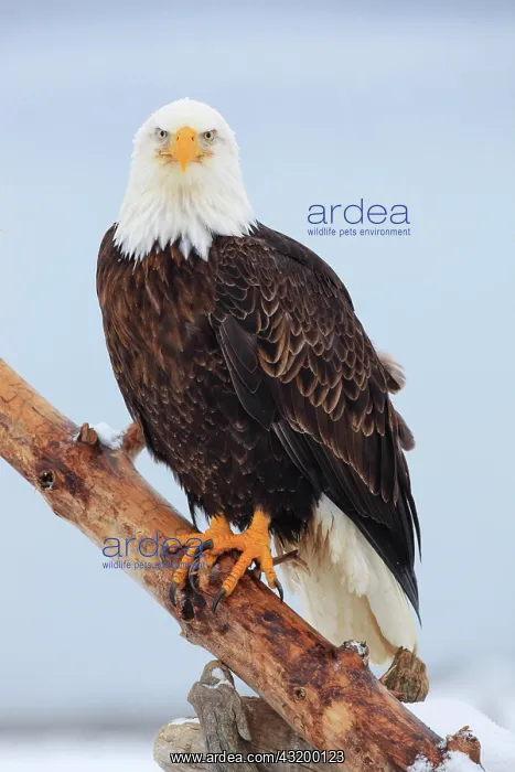 : Bald eagle, Bald eagle (Haliaeetus leucocephalus) : Bald eagle, Bald eagle (Haliaeetus leucocephalus)