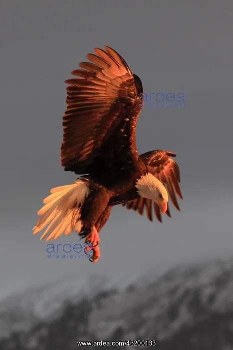 : Bald eagle, Bald eagle (Haliaeetus leucocephalus) : Bald eagle, Bald eagle (Haliaeetus leucocephalus)