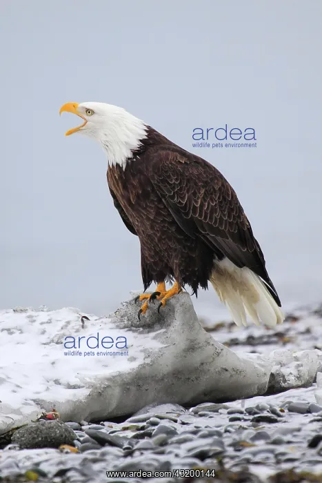 : Bald eagle, Bald eagle (Haliaeetus leucocephalus) : Bald eagle, Bald eagle (Haliaeetus leucocephalus)