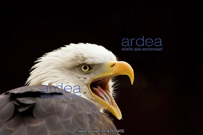 : Bald Eagle - calling : Bald Eagle - calling