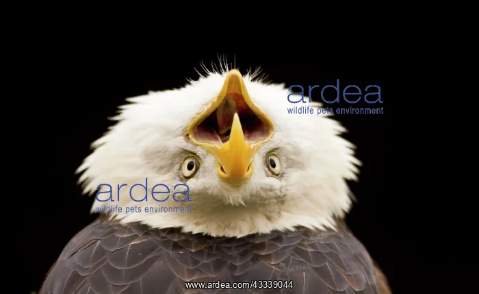 : Bald Eagle - calling with head thrown back : Bald Eagle - calling with head thrown back