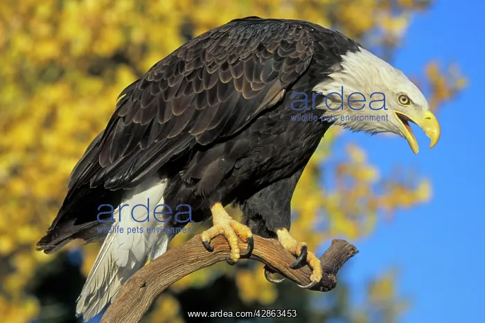 : Bald Eagle - Calling from perch in front of autumn : Bald Eagle - Calling from perch in front of autumn