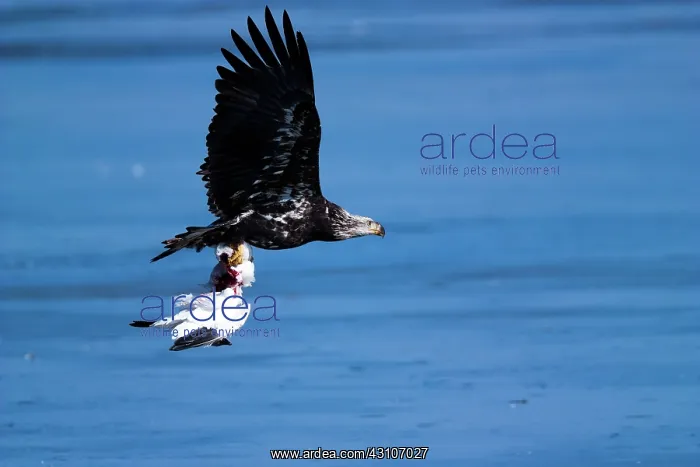 : Bald Eagle Carries Off Snow Goose : Bald Eagle Carries Off Snow Goose