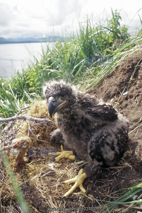 : Bald Eagle Chick : Bald Eagle Chick