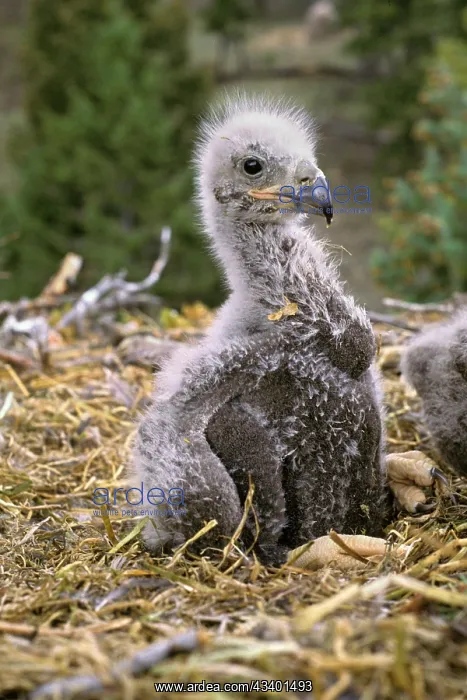 : Bald Eagle chick - In nest : Bald Eagle chick - In nest