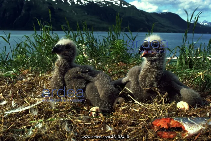 : Bald eagle chicks in their nest : Bald eagle chicks in their nest