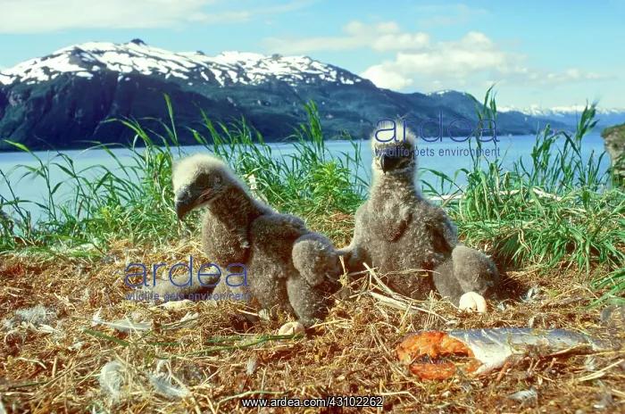 : Bald Eagle chicks in nest with salmon : Bald Eagle chicks in nest with salmon