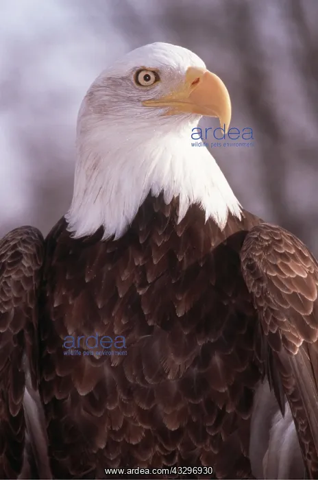 : BALD EAGLE - close up of head : BALD EAGLE - close up of head