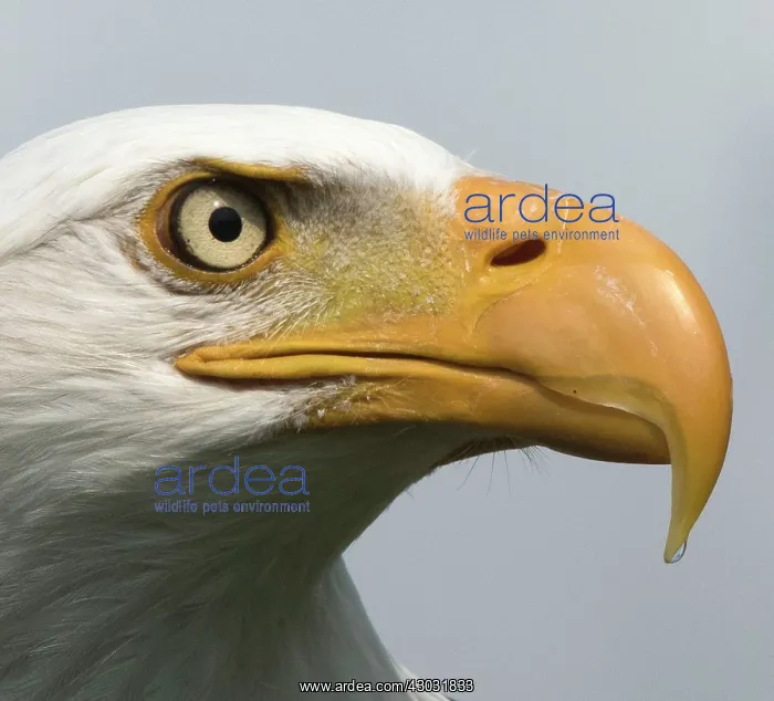 : Bald Eagle close up of head and eye : Bald Eagle close up of head and eye