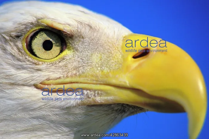 : Bald Eagle - Close-up of face : Bald Eagle - Close-up of face