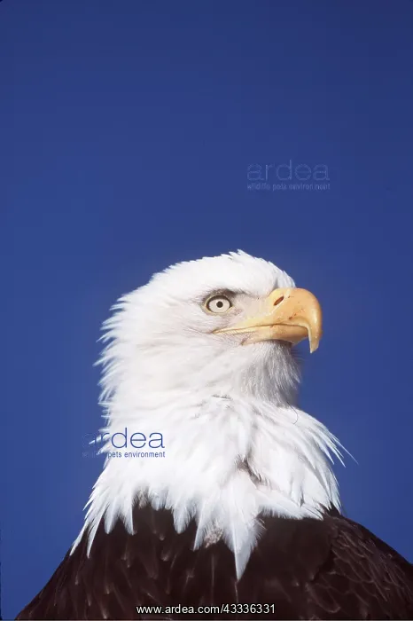  : BALD EAGLE - Close-up of head