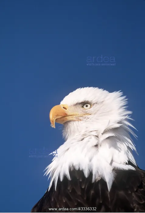 : BALD EAGLE - Close-up of head : BALD EAGLE - Close-up of head