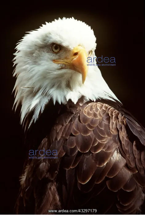 : BALD EAGLE - close-up of head & shoulder : BALD EAGLE - close-up of head & shoulder
